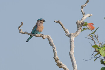 Lilac-breasted roller (Coracias caudatus) is an African member of the roller (or Coraciidae) family of birds.