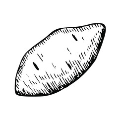 Sweet potato vector illustration, hand drawing sketch