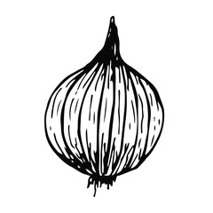 Onion vector illustration, hand drawing sketch