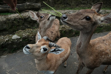 deer and fawn in the zoo