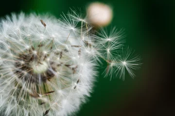 Fototapete Close-up dandelion with a seeds © Kateryna