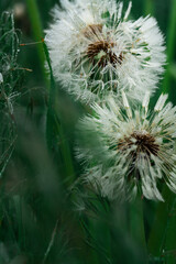 Close-up dandelion with a seeds