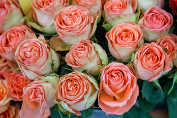 Fototapeta Roses at the Flower Market. Pink flowers for sales at weekly farmer market. obraz