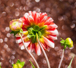 Back view of a red and white dahlia flower. Dahlia buds. Beautiful Dahlia flower with bokeh...