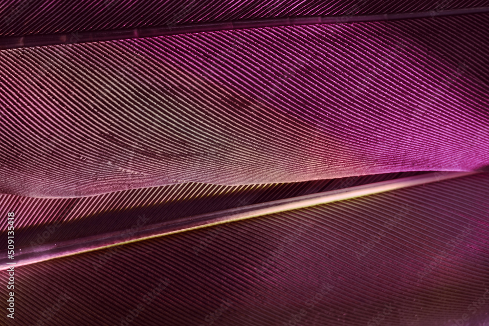 Aufkleber Close up Beautiful Bird feather background pattern texture for design. Macro photography view..
