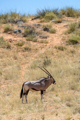 Gemsbok or South African Oryx in the Kgalagadi, South Africa