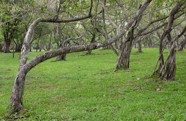 Bodhi tree or ficus religiosa trees on nature background.