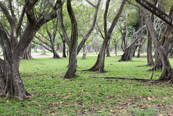 Bodhi tree or ficus religiosa trees on nature background.