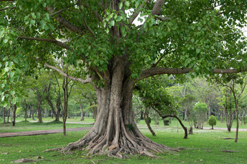 Bodhi tree or ficus religiosa trees on nature background.