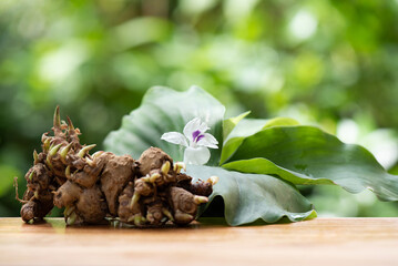 Kaempferia galanga rhizome and tree on nature background.