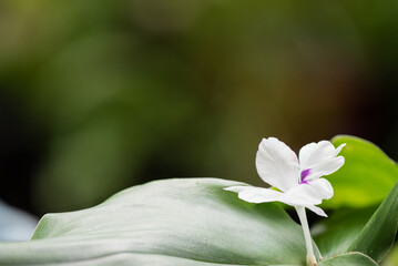Kaempferia galanga flower on nature background.