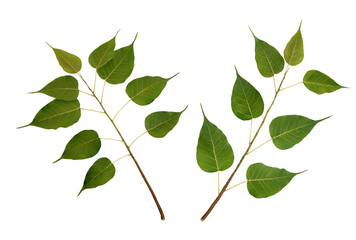 Bodhi leaves isolated on white background with clipping path.