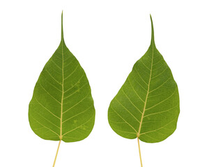 Obraz premium Bodhi leaves isolated on white background with clipping path.