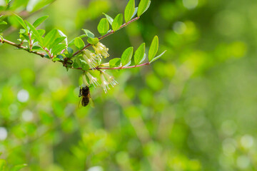 close-up of small white honeysuckle flowers in May, Box-leaved honeysuckle branch - Latin name - Lonicera ligustrina var. pileata Lonicera pileata