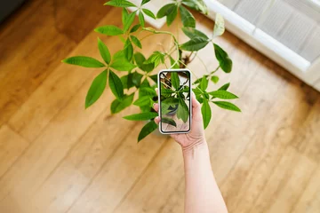 Poster Close-up of woman photographing plant at home with her smart phone. Plant recognition  app concept. © baranq