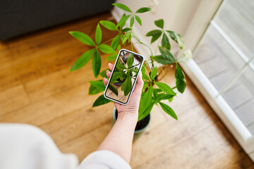 Woman identify plant with smartphone. Plant identification app concept
