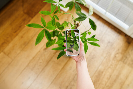 Close-up of woman photographing plant at home with her smart phone. Plant recognition  app concept.