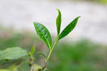 Closeup, Top of Green tea leaf in the morning, tea plantation, blurred background.