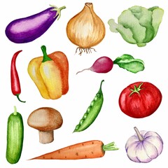Set of watercolor vegetable illustrations