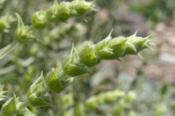 Twig of fresh green ironwort, sideritis, for herbal tea close up in the garden 