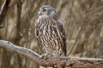 the barking owl has large bright yellow eye surrounded by a black line. his upperparts are brown coarsely spotted white