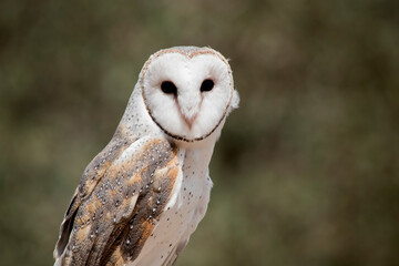 the barn owl has a heart shaped white face and chest and brown wings