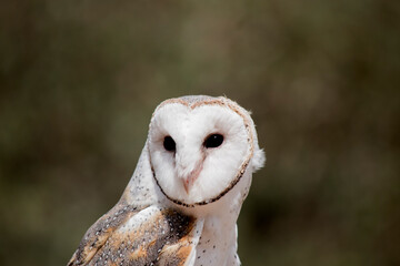 the barn owl has a heart shaped white face and chest and brown wings