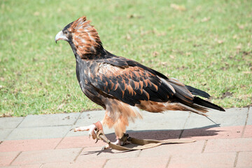Fototapeta premium this is a side view of a black breasted buzzard walking on pavers