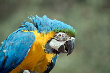 this is a close up of a  blue and gold macaw is sitting on a perch