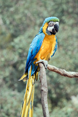 the blue and gold macaw is sitting on a perch. it is a large south american parrot