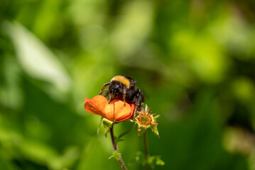 Flower in garder