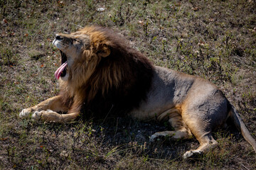 Portrait of a wild roaring lion. The lion lies on dry grass. Taigan Park