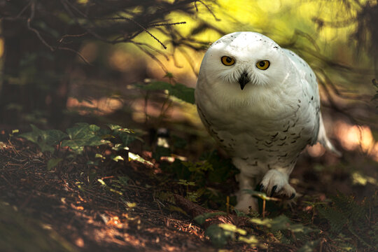Schneeeule