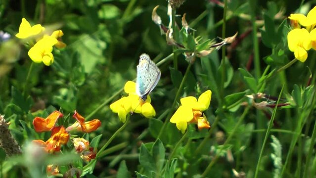 Amanda's Blue (Polyommatus amandus)