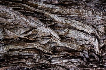 bark of a tree. tree texture