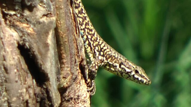 Lizard with an ant