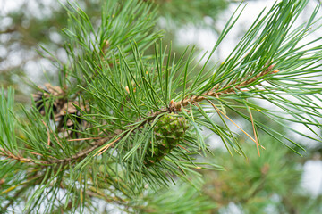 pine branch with cones