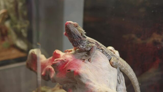 The central bearded dragon or Pogona vitticeps also known as the inland bearded dragon.