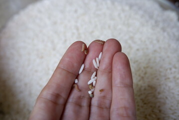 Worms in white rice and hand