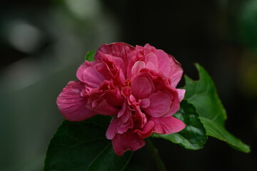 Obraz premium Flowers and Bees in the garden