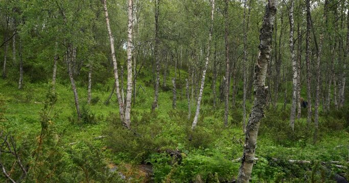 Grey haired man, photographer, hiking through green birch tree forrest