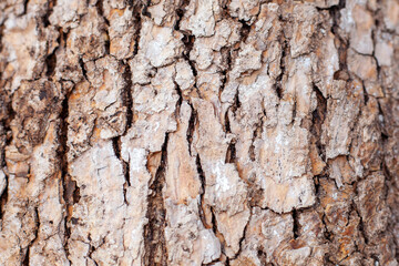 bark of an old tree in cracks in brown tones