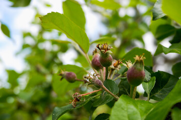 Small green apples on a branch in the garden in spring. Young fruit after flowering apple hanging on a tree in the garden. Close-up.