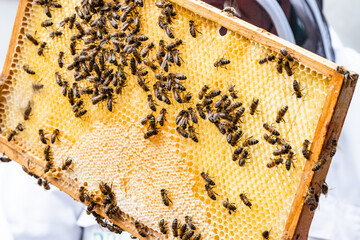 Honey Bees On A Honeycomb Filled Frame ( Bee Keeping )