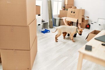 Fototapeta premium Young hispanic woman wearing funny cardboard on head playing with dogs at new home