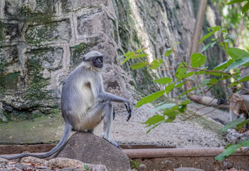 Langoor resting on a stone