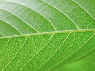 Close up view of green leaves of walnut tree with sunlight. Green leaves background. Leaf texture, background texture. Green leaf structure macro photography.
