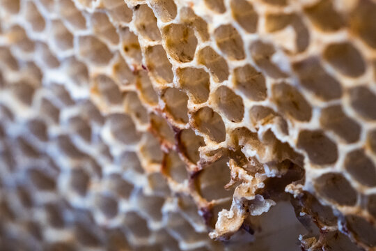 Wasps Stealing Honey From A Bees Honeycomb