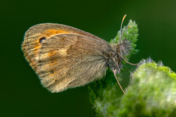 Obraz premium Macro shots, Beautiful nature scene. Closeup beautiful butterfly sitting on the flower in a summer garden.