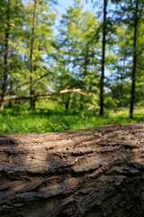 Wood texture on jungle